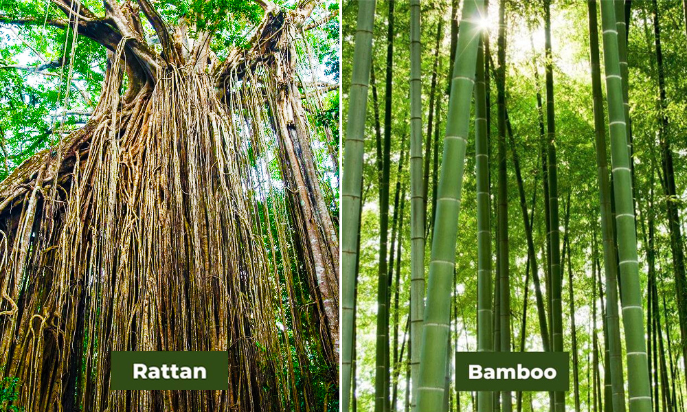 Close-up comparison of the appearance and texture of natural rattan and bamboo