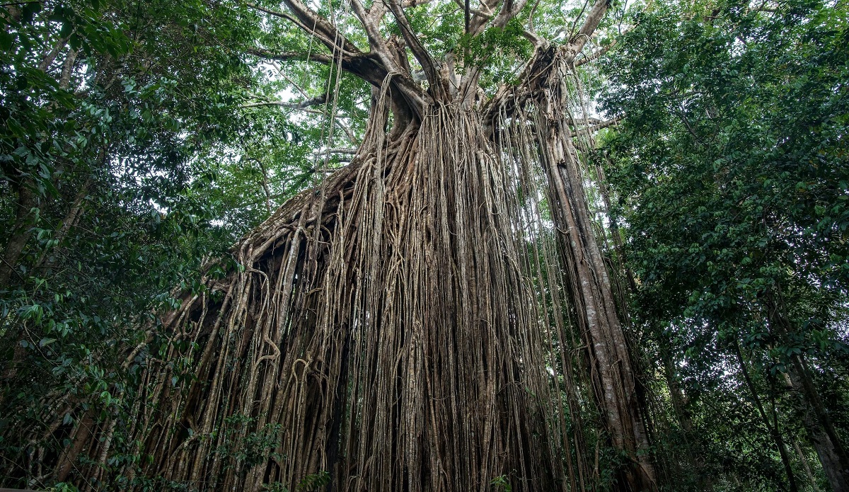 Natural rattan is a renewable, organic material harvested from the stems of rattan palms (native to Southeast Asia).